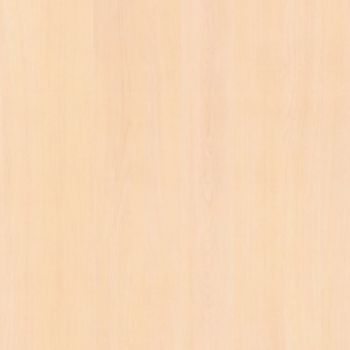 Atlantic Maple