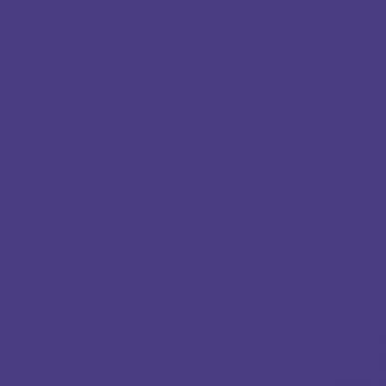Wild Aster